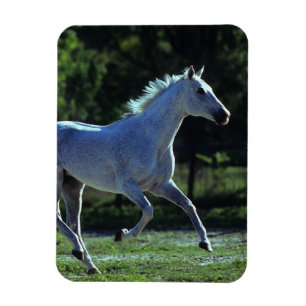 Imán Stallion en ejecución