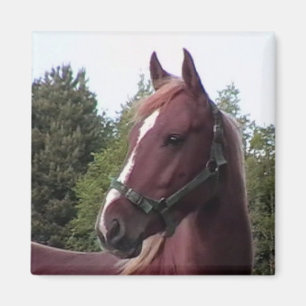 Imán Stallion Magnet irlandés