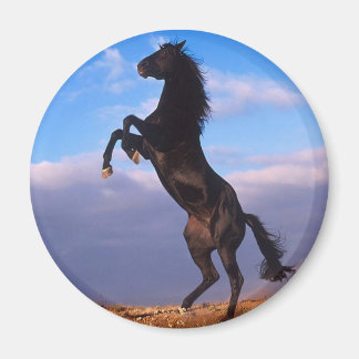 Imán Stallion negro