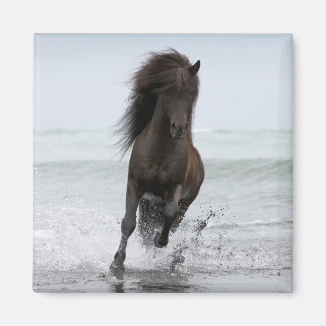 Imán Stallion Running On Beach | Atlántico Norte (Frente)