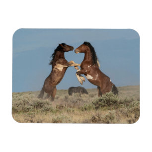 Imán Stalliones de caballos salvajes luchando