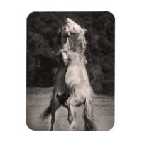 Stallions de baile