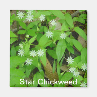 Imán Star Chickweed