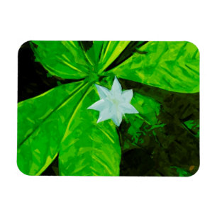 Imán Star Flower a White Wildflower Resumen