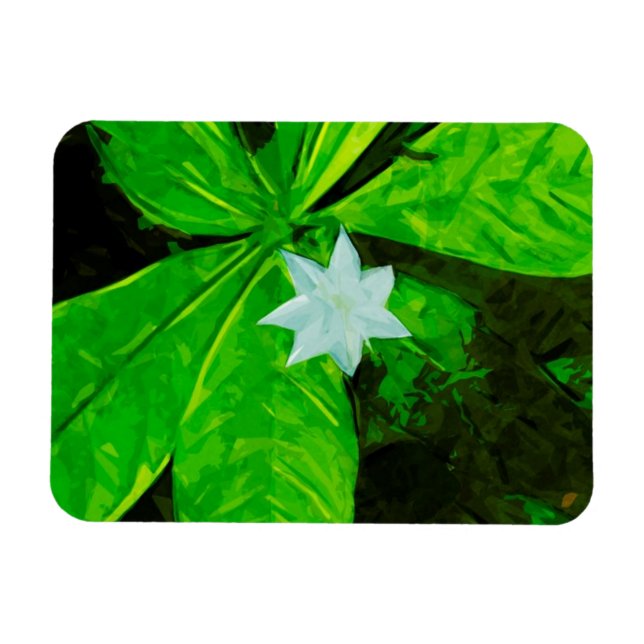 Imán Star Flower a White Wildflower Resumen (Horizontal)