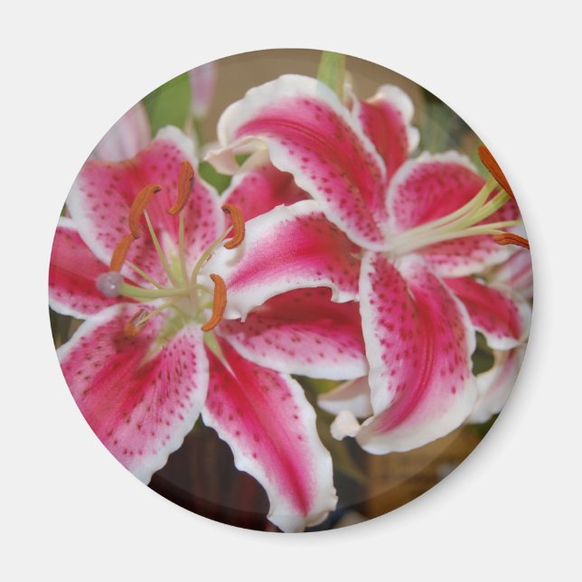 Imán Star Gazer Lily Round Magnet (Frente)