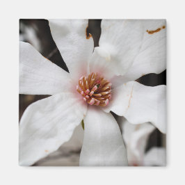 Imán Star Magnolia Closeup Magnet