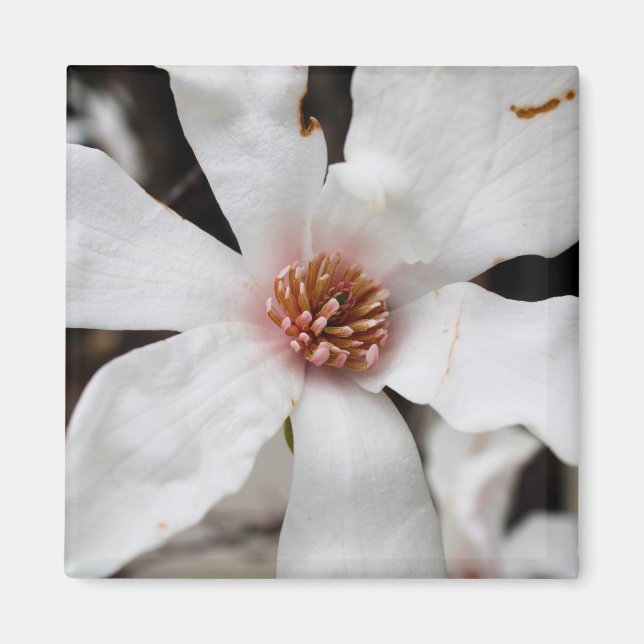 Imán Star Magnolia Closeup Magnet (Frente)