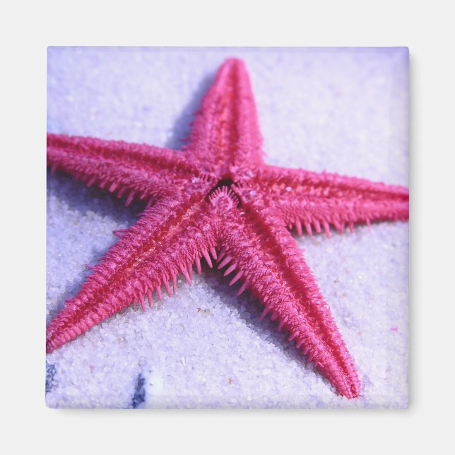 Imán Starfish (Frente)
