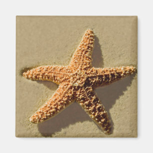 Imán Starfish