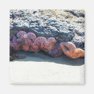 Imán Starfish colorido en Bob Creek, OR