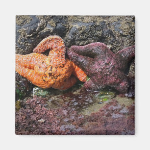 Imán Starfish en Bob Creek, OR
