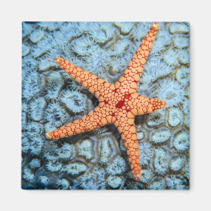 Imán Starfish En Un Coral Con Polillas