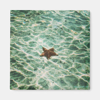 Imán Starfish Island Magnet