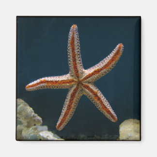Imán Starfish Love Magnet