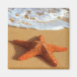 Imán Starfish Magnet