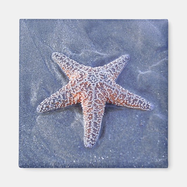 Imán Starfish Magnet (Frente)