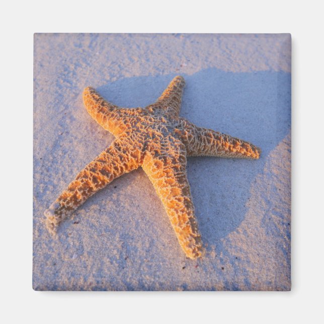 Imán Starfish On White Sand (Frente)