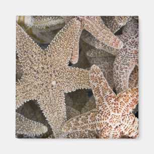 Imán Starfish por todas partes
