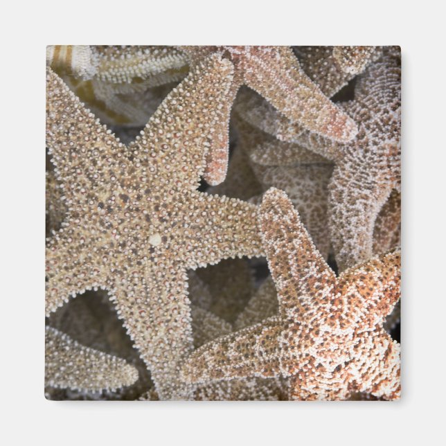 Imán Starfish por todas partes (Frente)