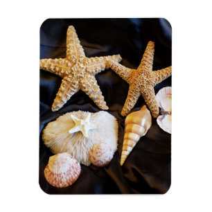 Imán starfish seashelhelhells sealife beach still life 