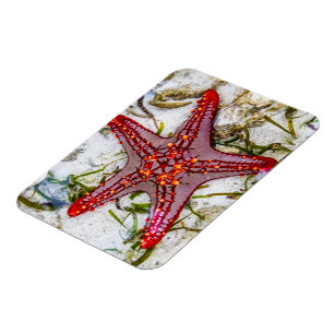 Imán Starfish, Zanzíbar, Tanzania