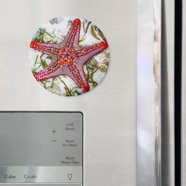 Imán Starfish, Zanzíbar, Tanzania (In situ (nevera))