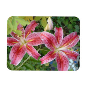 Imán Stargazer Lilies Garden Floral
