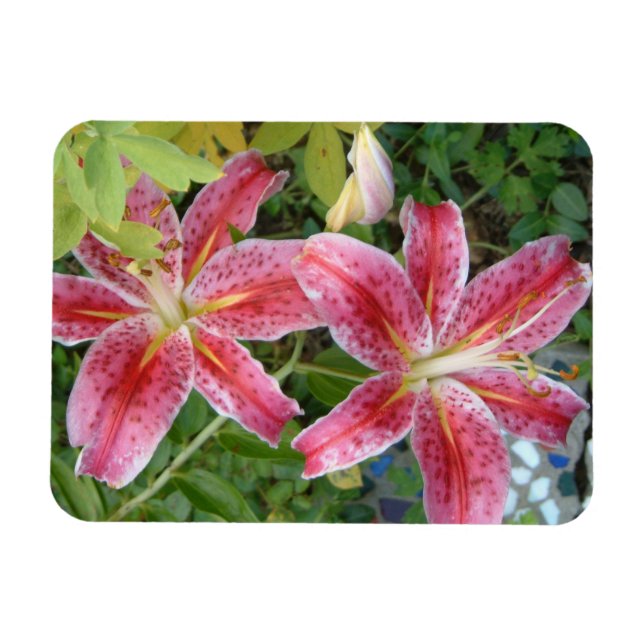 Imán Stargazer Lilies Garden Floral (Horizontal)