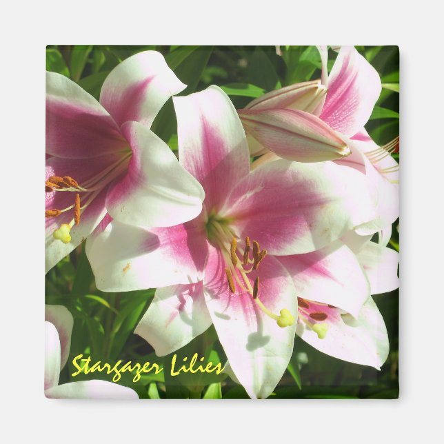 Imán Stargazer Lilies Magnet (Frente)