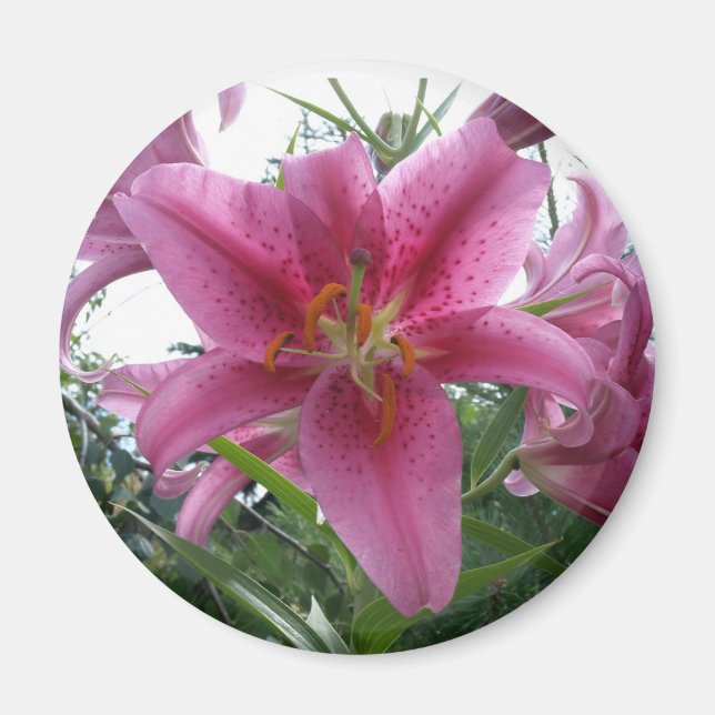 Imán Stargazer Lily (Frente)