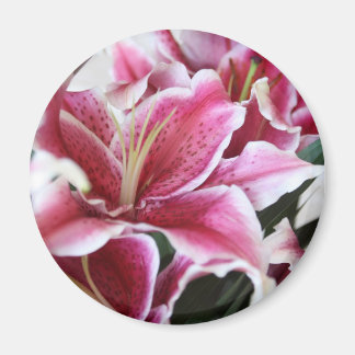 Imán Stargazer Lily