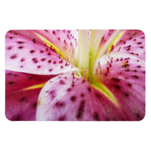 Imán Stargazer Lily Bright Magenta Floral