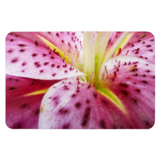 Imán Stargazer Lily Bright Magenta Floral