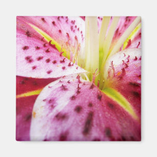Imán Stargazer Lily Bright Magenta Floral