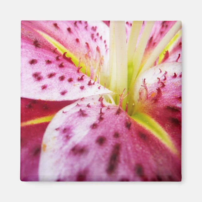 Imán Stargazer Lily Bright Magenta Floral (Frente)