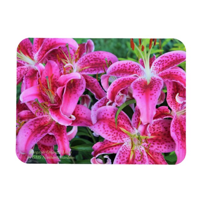 Imán Stargazer Oriental Lilies (Horizontal)