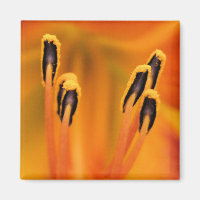 Stargazer Stamen