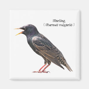 Imán Starling