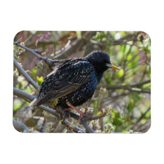 Imán Starling desordenado