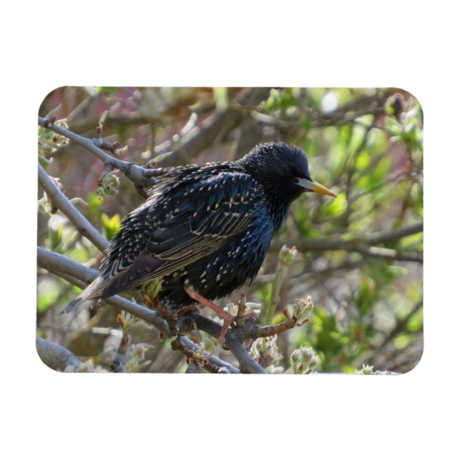 Imán Starling desordenado (Horizontal)