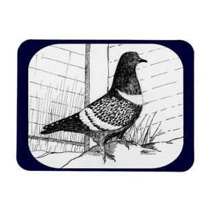 Imán Starling Pigeon 1973
