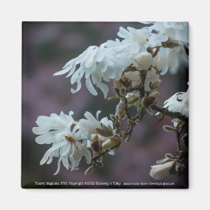 Imán Starry Magnolia 5780