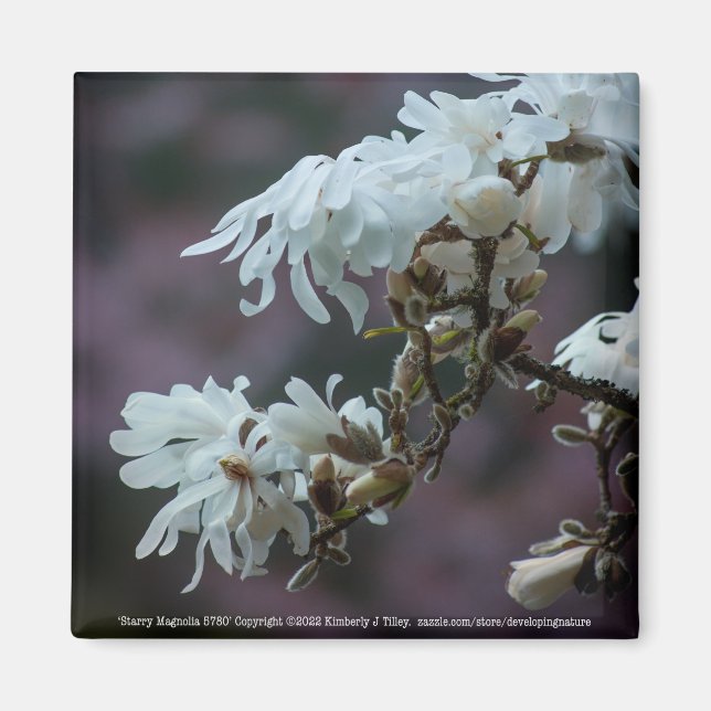 Imán Starry Magnolia 5780 (Frente)