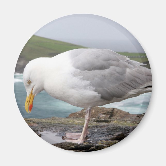 Imán stehende Moewe (Frente)