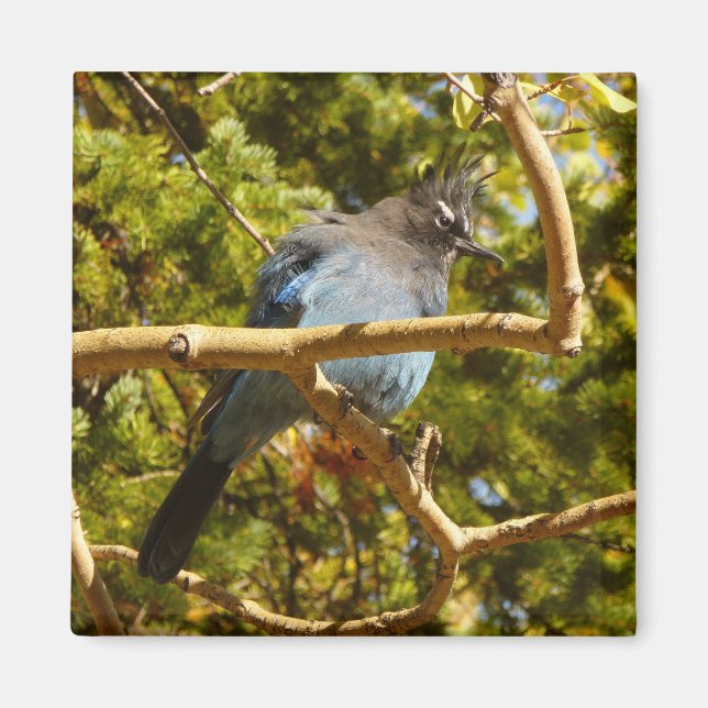 Imán Steller's Jay at Rocky Mountain National Park (Frente)