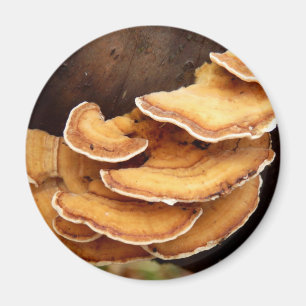 Imán Stereum Hirsutum Mushroom Magnet