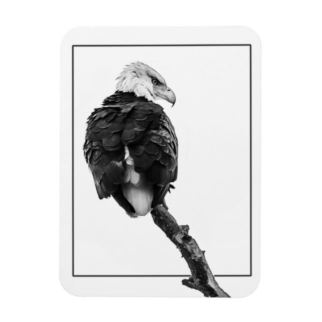 Imán Stern Bald Eagle (Vertical)