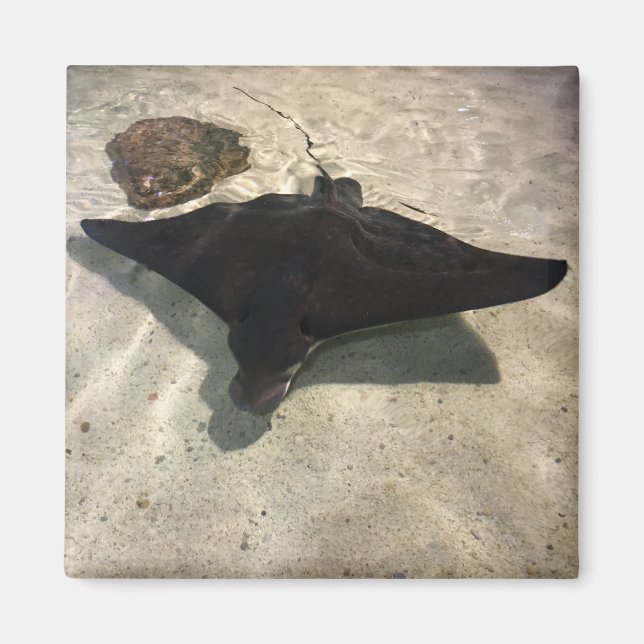 Imán Stingray (Frente)