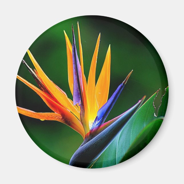 Imán Strelitzia. Ave de la flor del paraíso. (Frente)